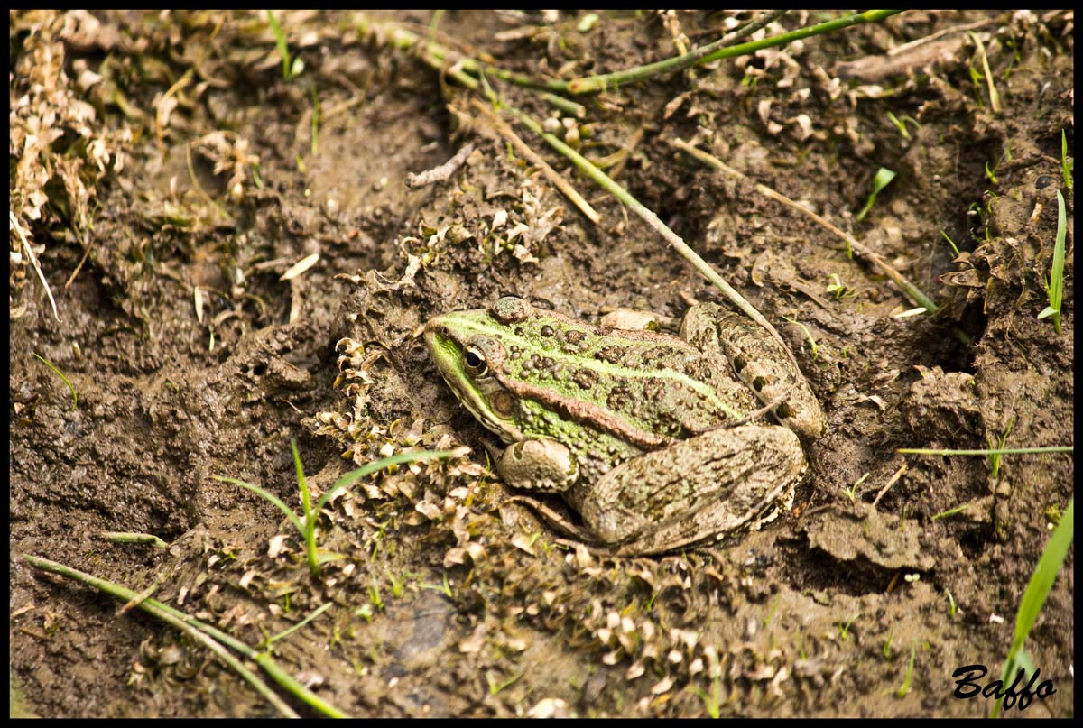Da identificare - Pelophylax sp. (prov. di Trieste)